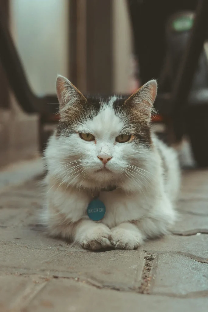 Park Slope bodega cat missing