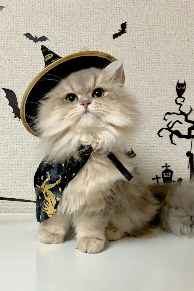 Halloween safety tips for cats