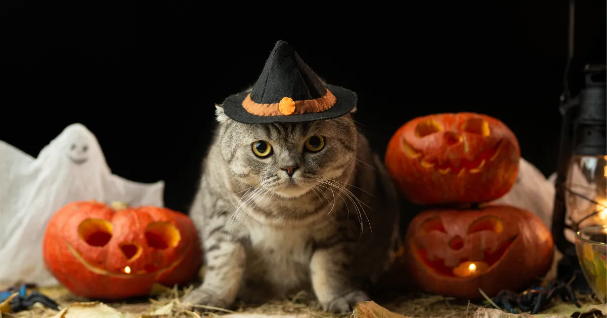 Halloween safety tips for cats