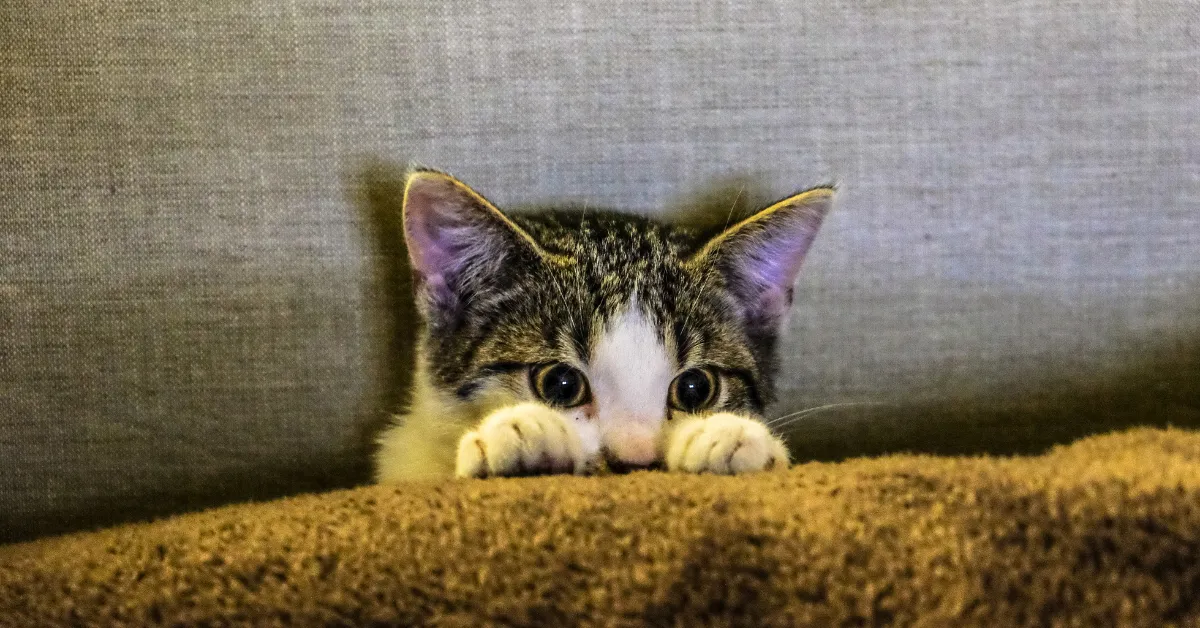 how to get a shy cat to trust you