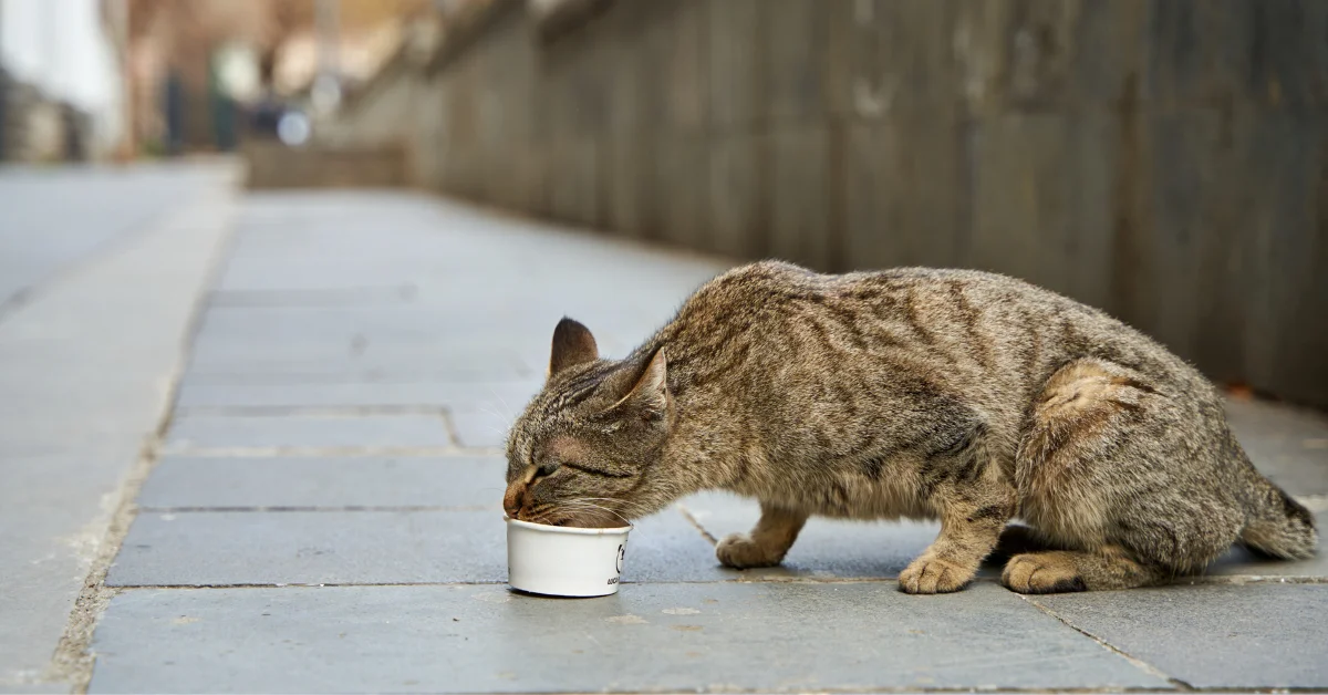 community cat killed Lexington