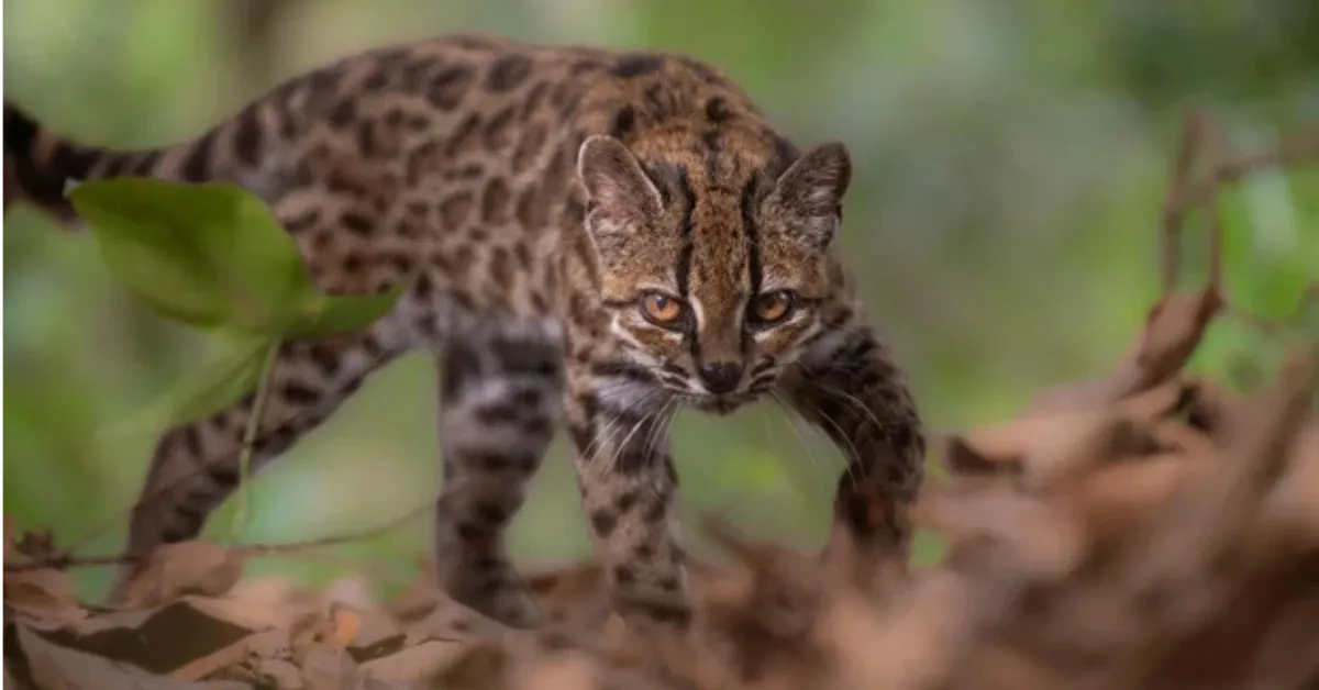 Leopardus tilcayo