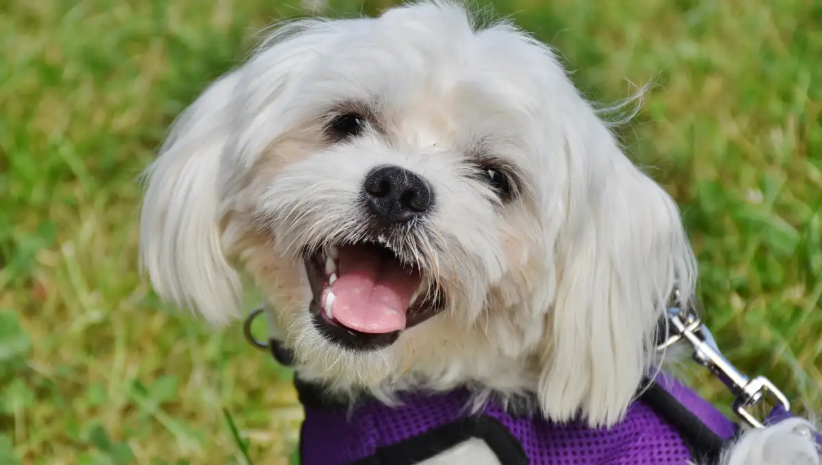 Small white Maltese dog wearing a purple harness on a leash outdoors