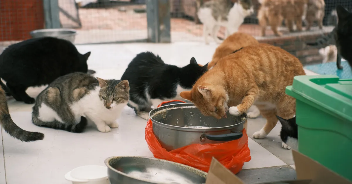Upland cat hoarding case