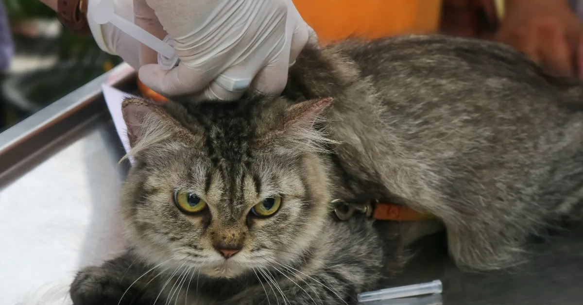 suspected rabies cat Vermont