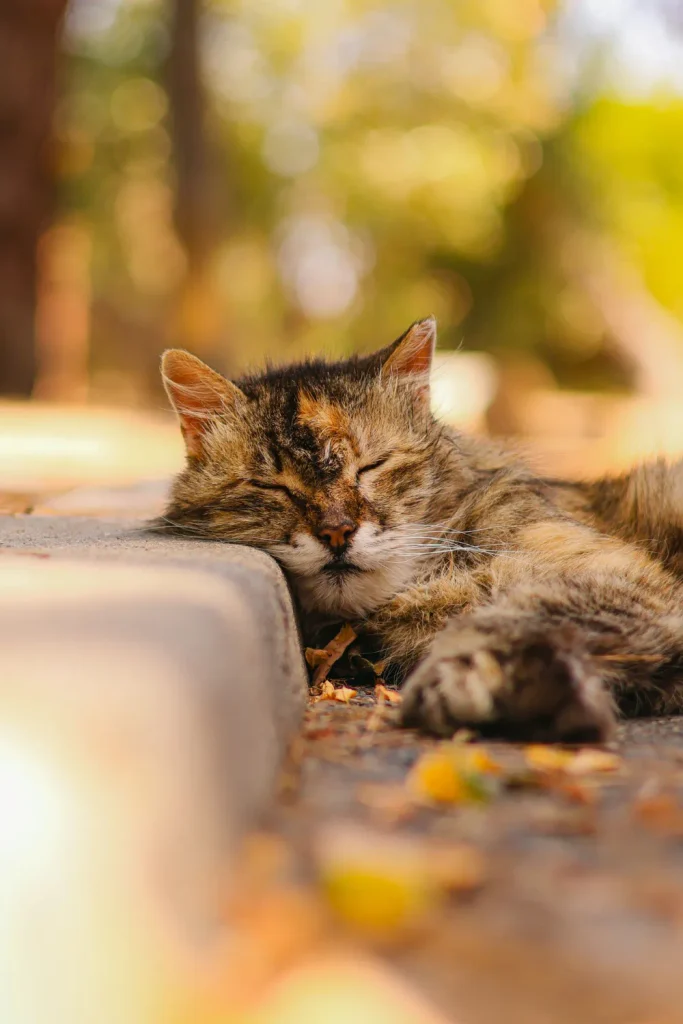 Waymo cat killed Austin