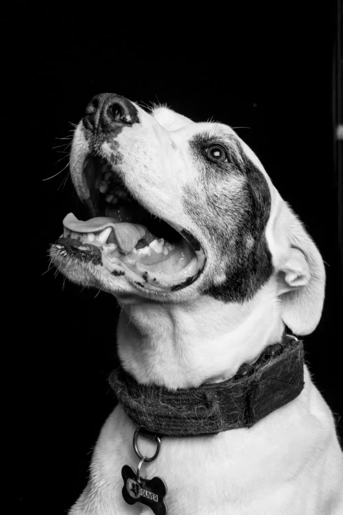Black and white beagle wearing a collar with its mouth open, appearing to bark