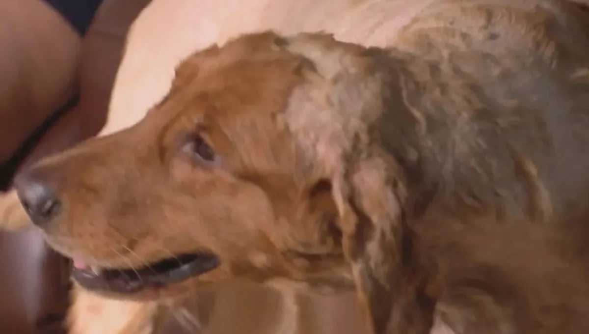 Bear, the golden retriever found near the flooded DuPage River in Plainfield, Illinois