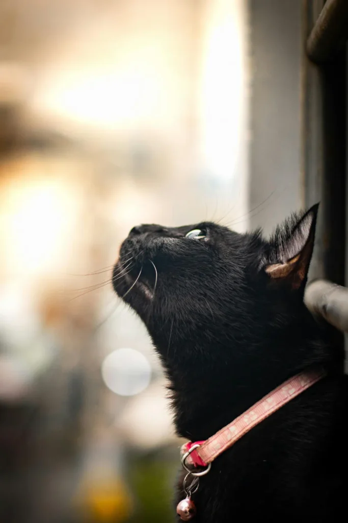 black cats adoption Bloomsburg PA
