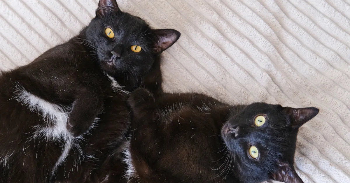 black cats adoption Bloomsburg PA