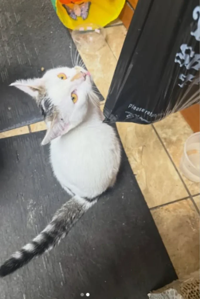 Jabal bodega cat returned