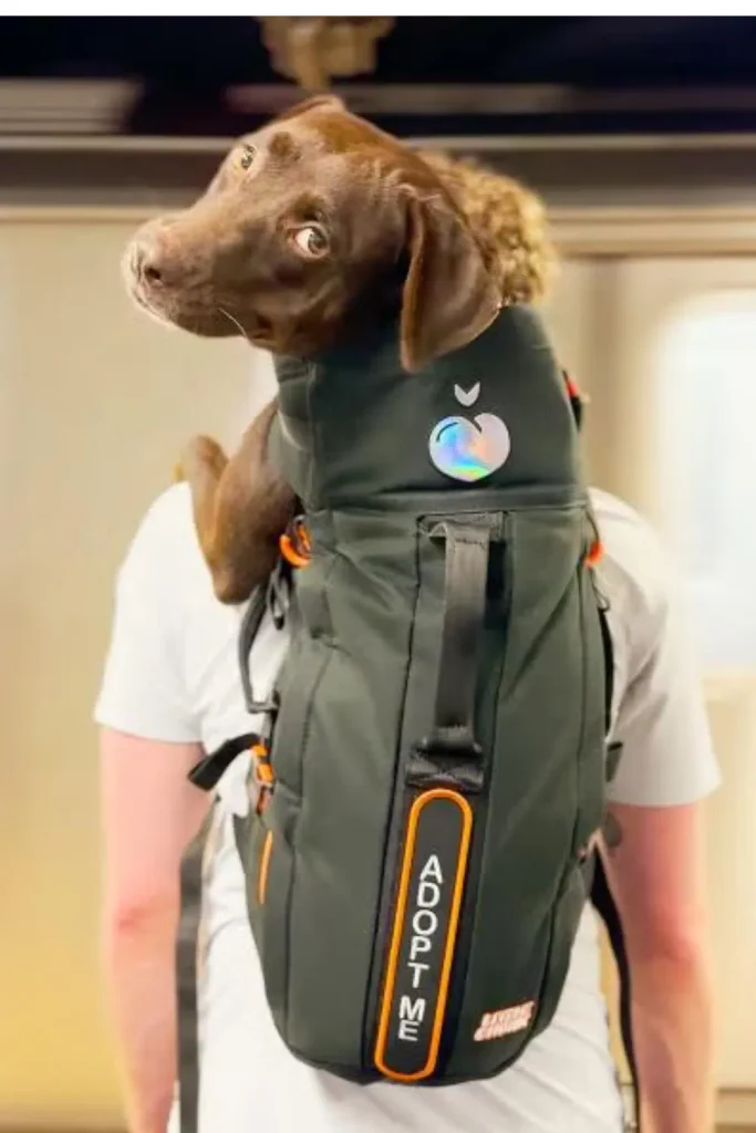 A dog peeking out of Bryan Reisberg's "Adopt Me" backpack during an outing