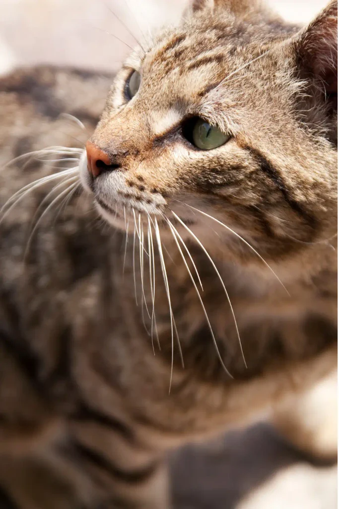 community cat killed Lexington