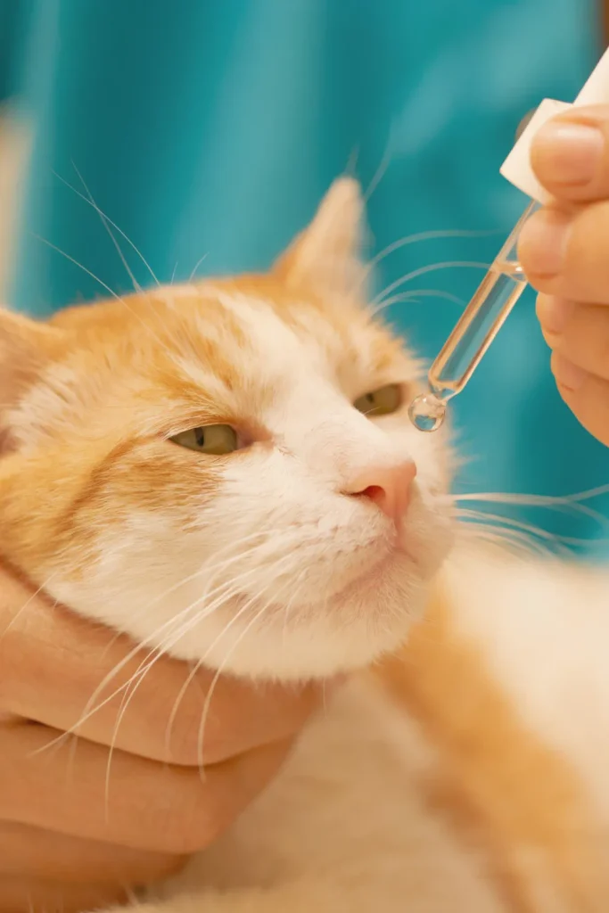 cat abuse sentence Virginia 