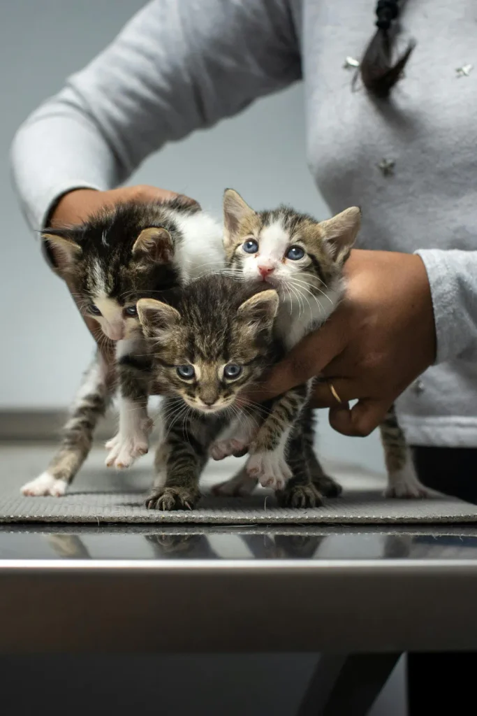 cat abuse sentence Virginia 
