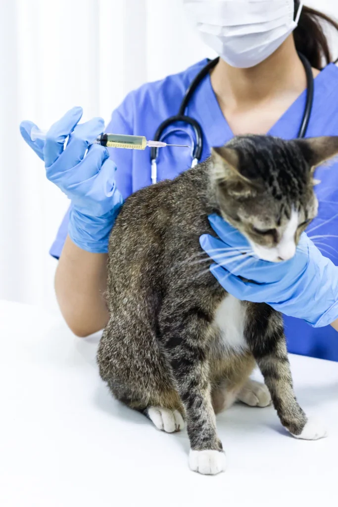 cat emergency veterinary treatment