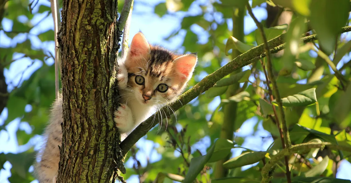 cat stuck in tree Sacramento
