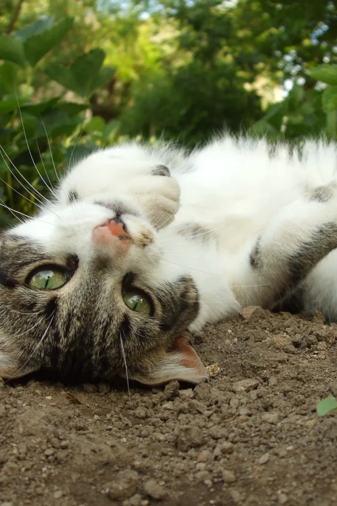cat outside nature