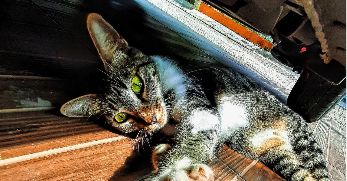 cat rescue Madison Wisconsin