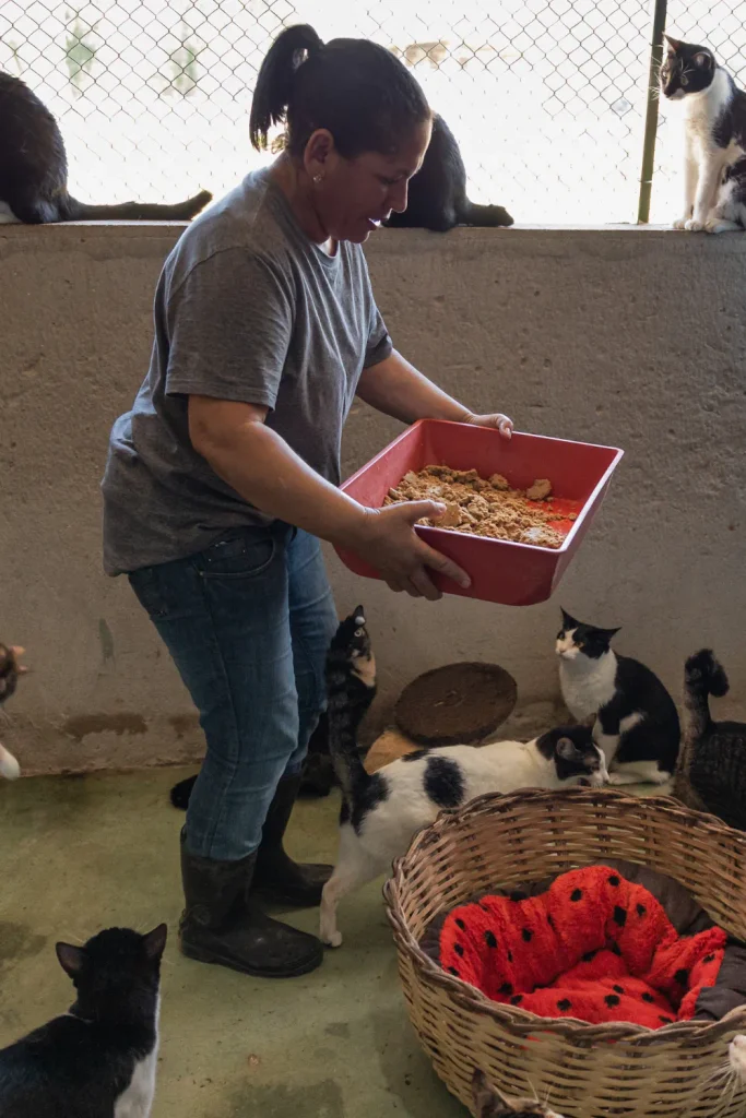 cats found dead Pomona California
