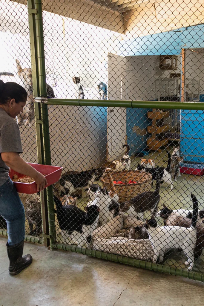 Upland cat hoarding case