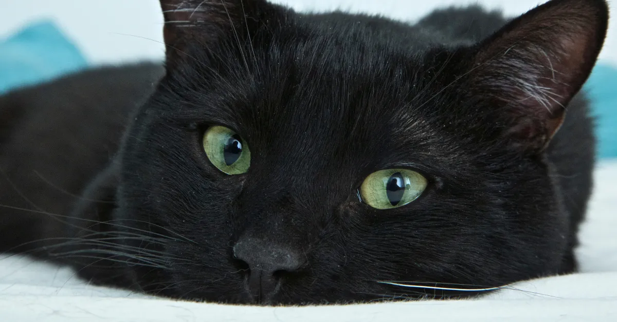cat shootings West Palm Beach