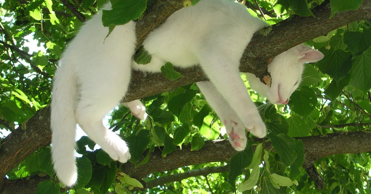 cat stuck in tree Colorado Springs
