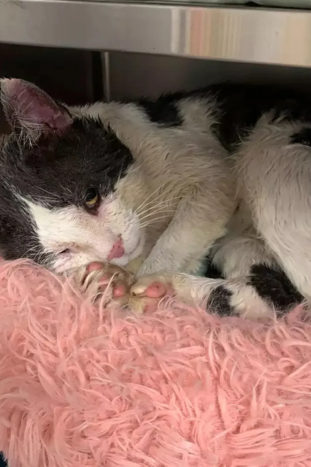 cat stuck in wall Kingston NY