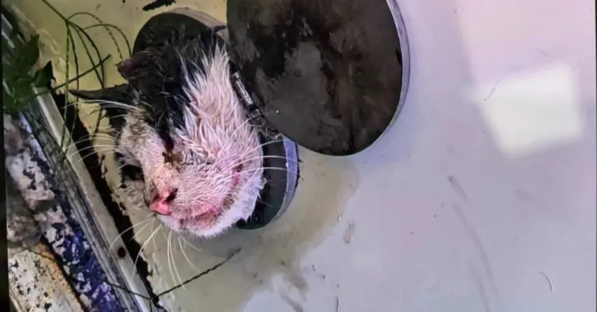 cat stuck in wall Kingston NY