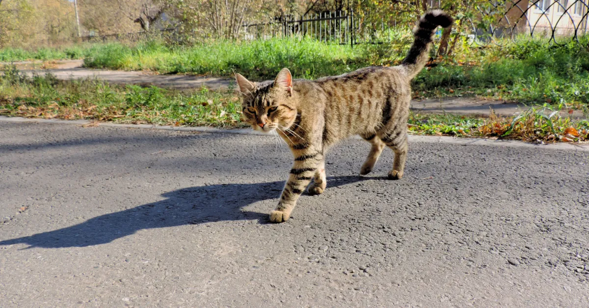cat thrown from car Sequim Washington
