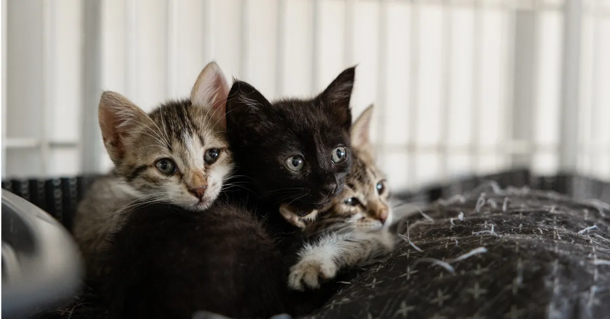 cats for adoption Massachusetts