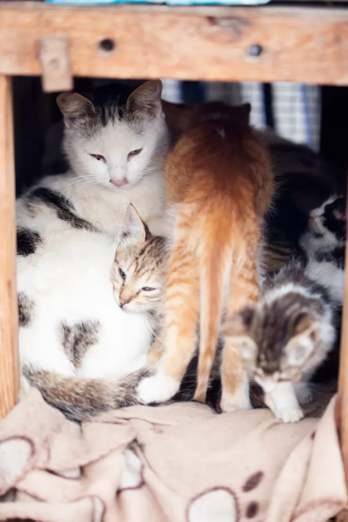 cats for adoption Massachusetts 