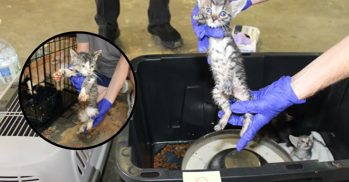 cats found dead Walker Louisiana