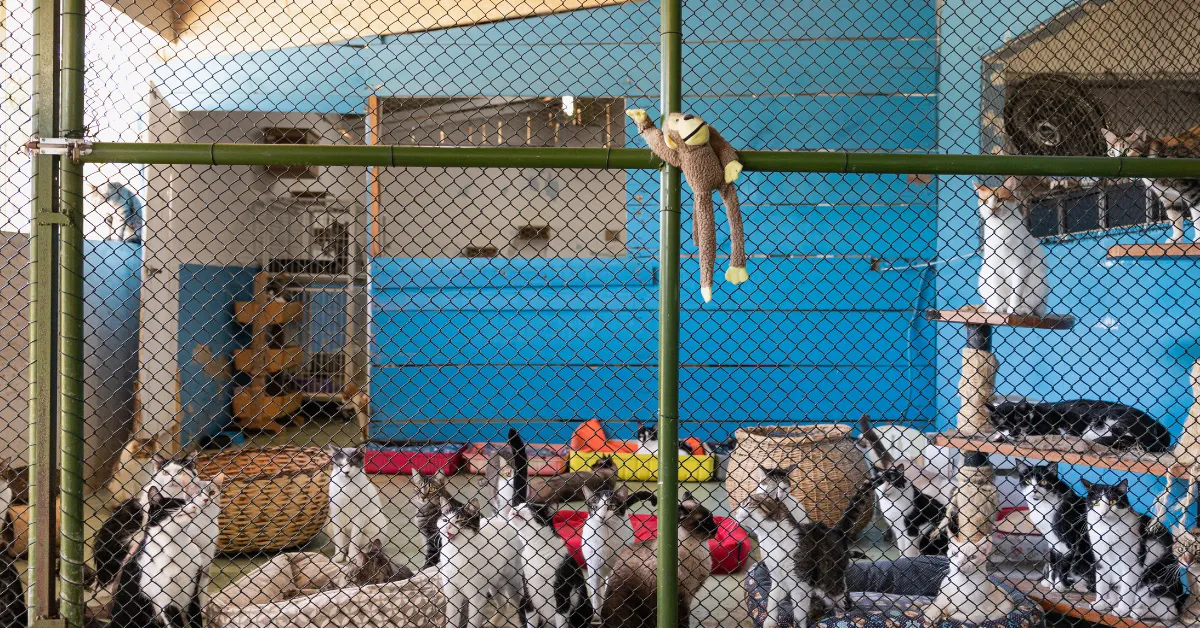 cats found dead Pomona California