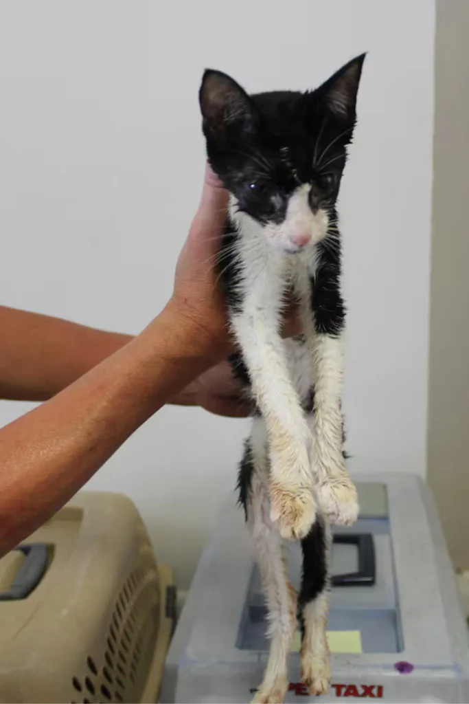 cats found dead Walker Louisiana