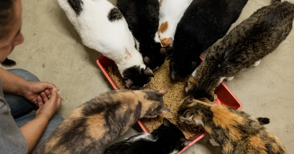 A Northern Colorado Shelter Has Taken In 134 Cats From Three Suspected Hoarding Cases in Six Weeks