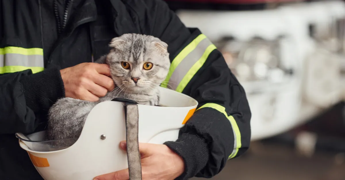cats rescued house fire Hebron Connecticut