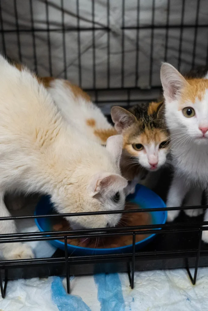 cats up for adoption Hawthorne California