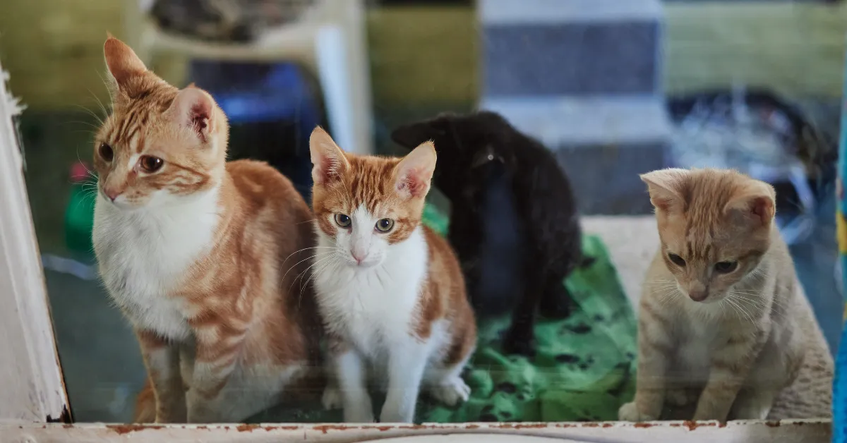 cats up for adoption Hawthorne California