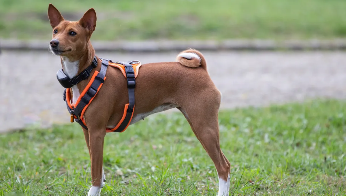 Dog wearing an orange and black harness standing on grass