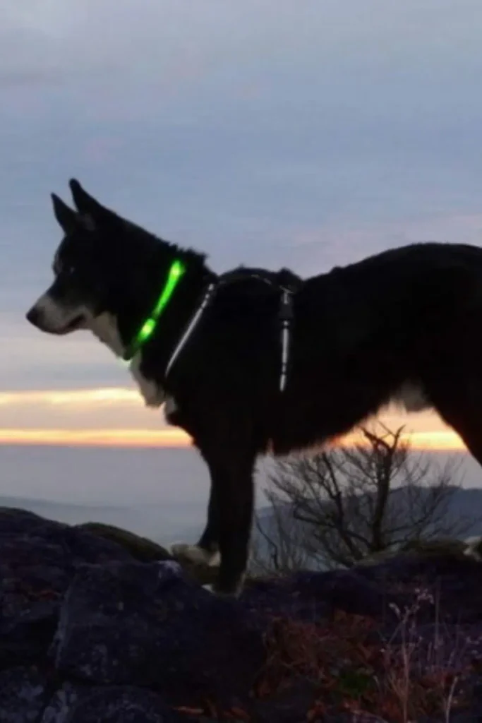 Dog wearing a glowing LED safety collar at sunset on a rocky trail