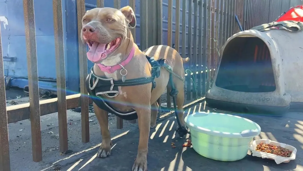 Rescued dog tied up outside near its shelter after being saved from a burning van in LA