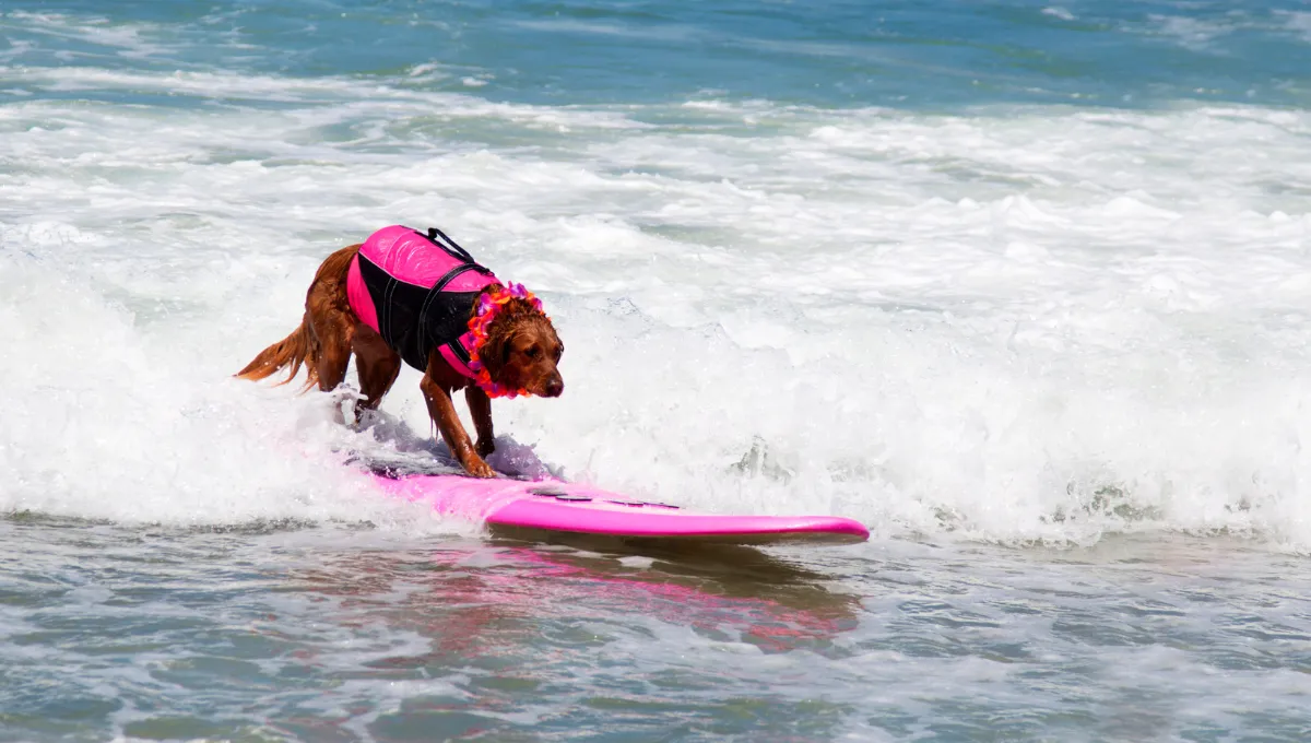 Golden retriever wearing a life jacket surfing on a pink board at the Dog Surf-a-Thon in Del Mar