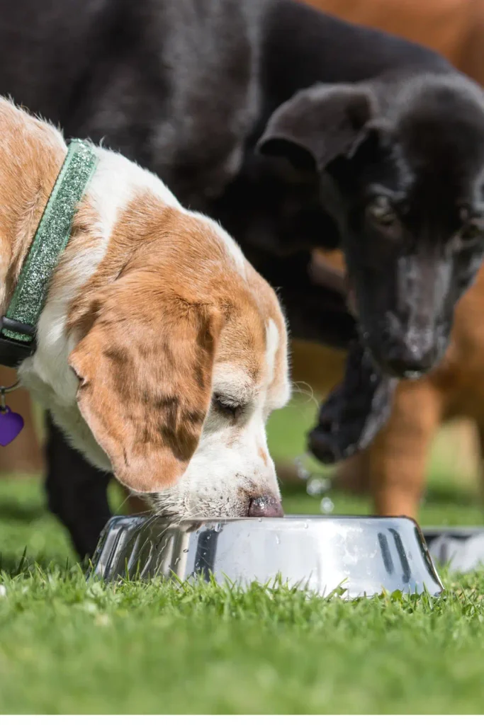 Two dogs drinking water from a metal bowl outdoors on grass. 