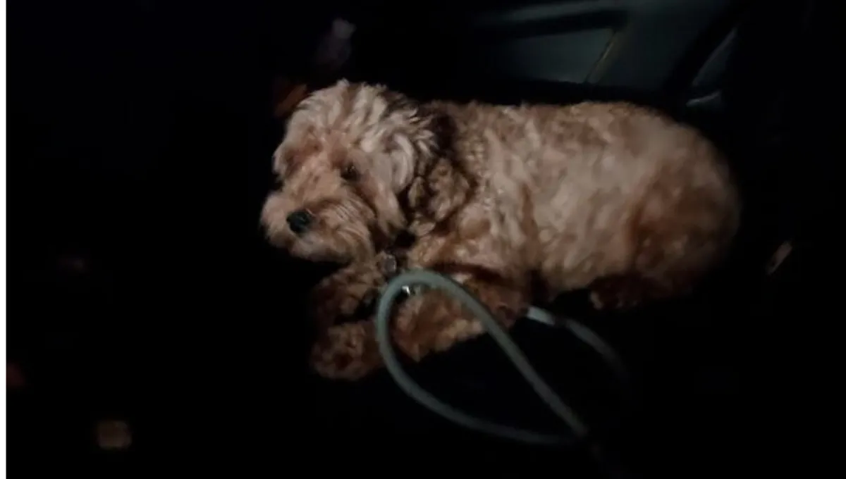 Easton, the stolen mini Labradoodle, recovered safely in San Francisco