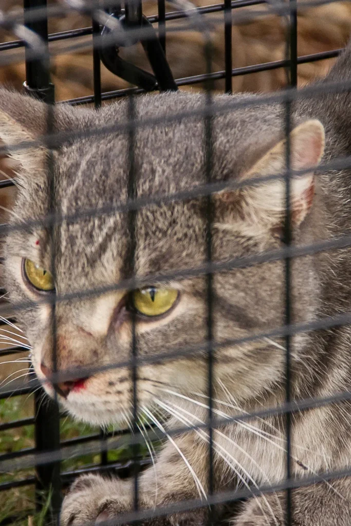 feral cats San Antonio