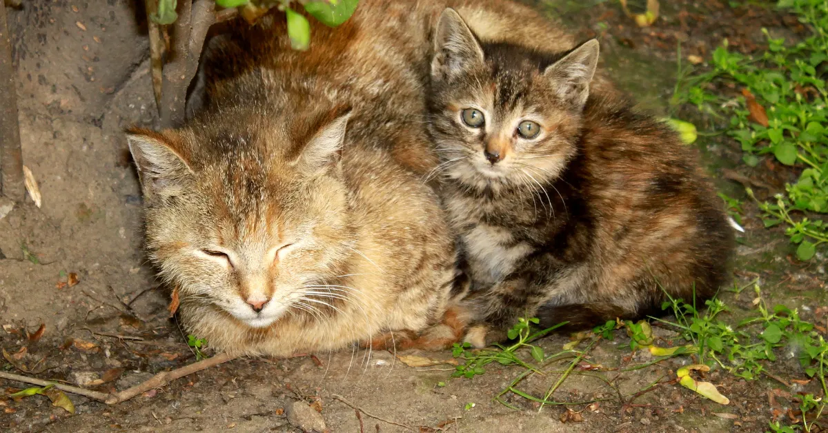 feral cats San Antonio
