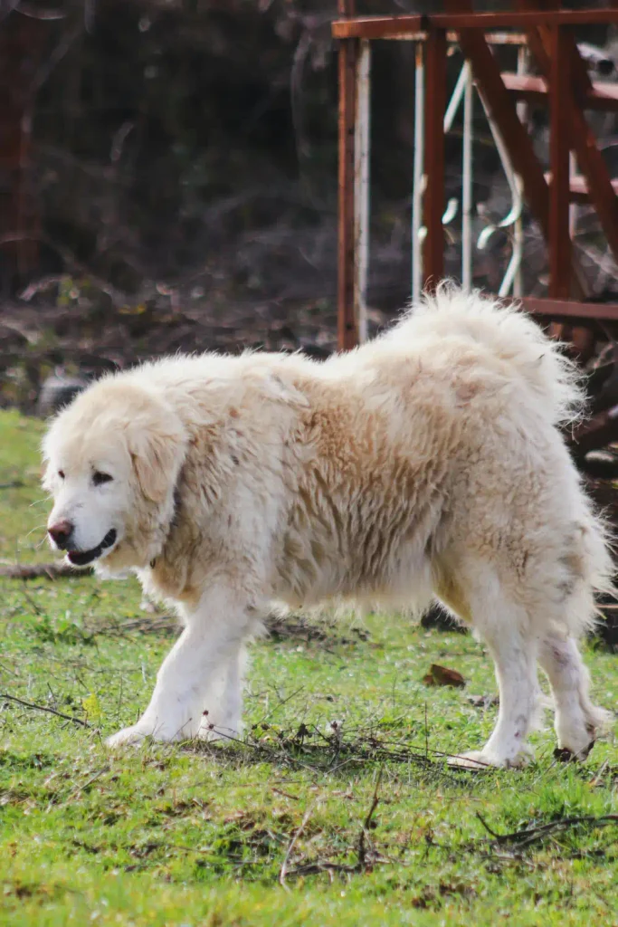 Fluffy senior white dog walking slowly on green grass outdoors