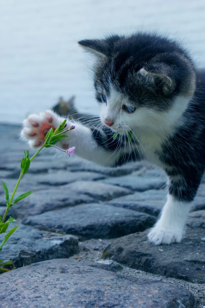 foster cat tips