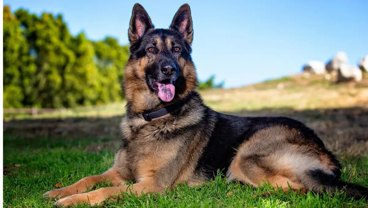 German Shepherd dog lying on green grass under a clear blue sky